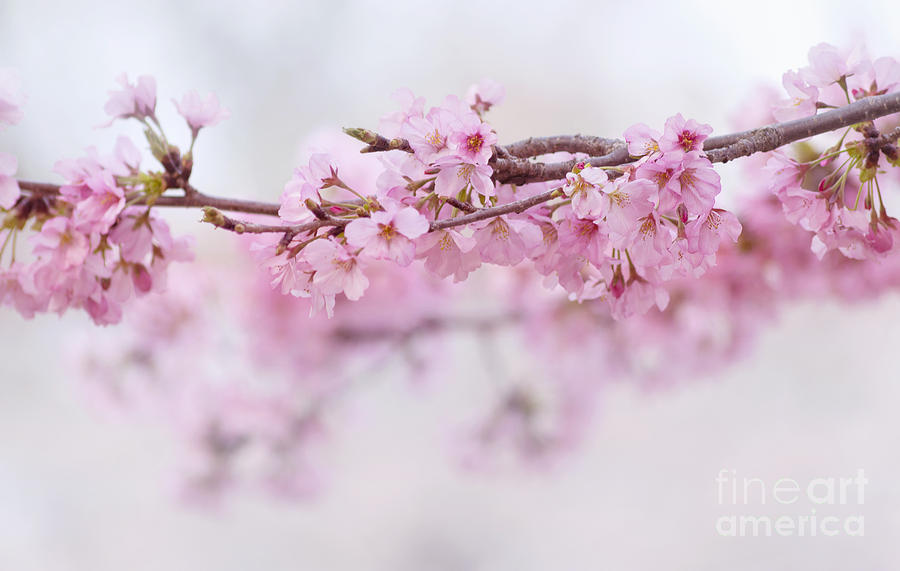 Beauty of blossom by Rima Biswas Beauty of blossom by Rima Biswas