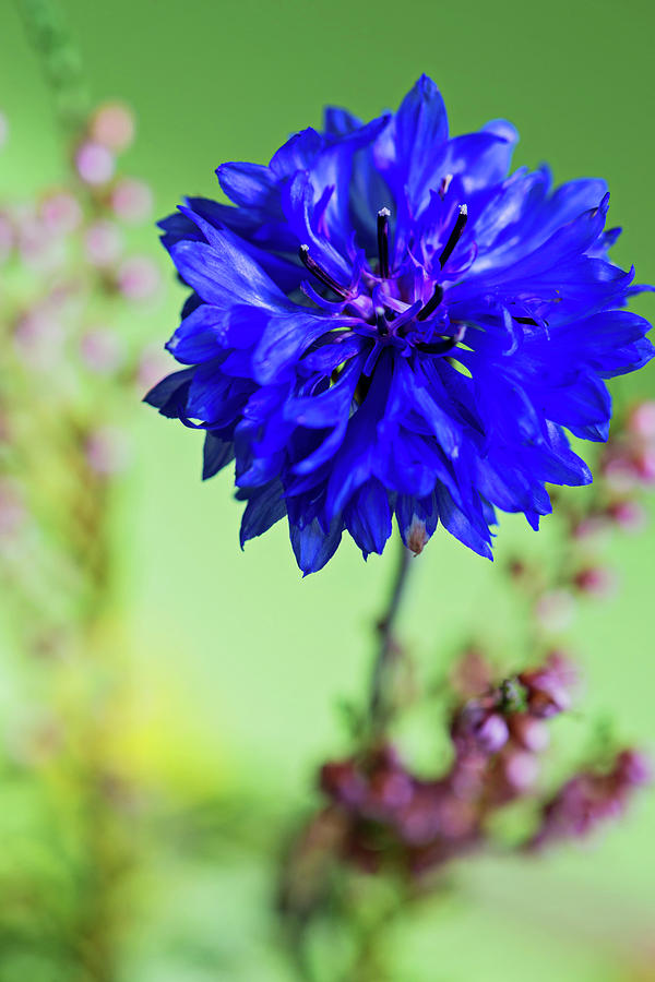 Beauty of blue cornflower Photograph by Beautiful Things - Fine Art America