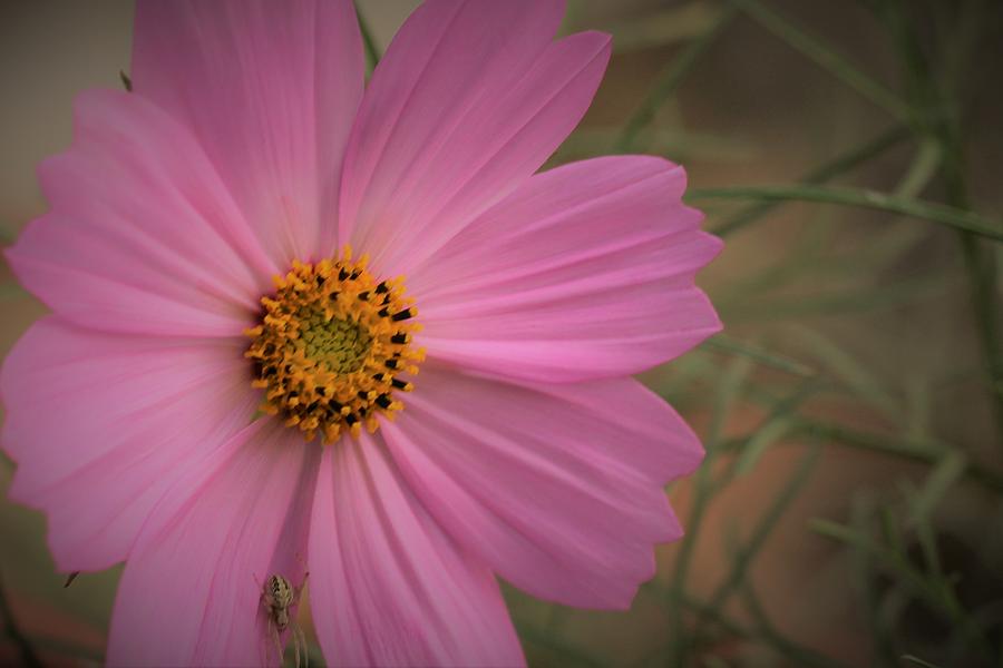 Beauty of cosmos Photograph by Khalid Saeed