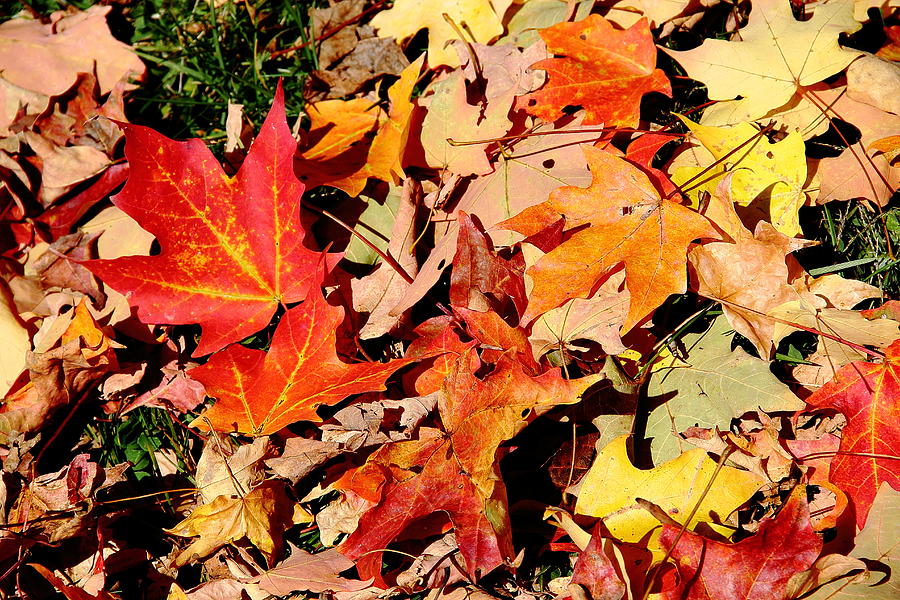 Beauty of Fallen Leaves Photograph by Allen Nice-Webb