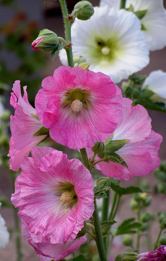 Beauty of Hollyhocks Photograph by Jeanette Oberholtzer