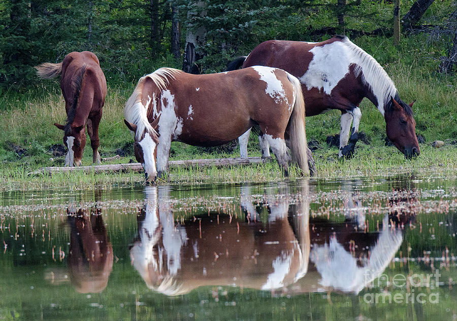 Beauty Of Horses 1 Photograph by Bob Christopher