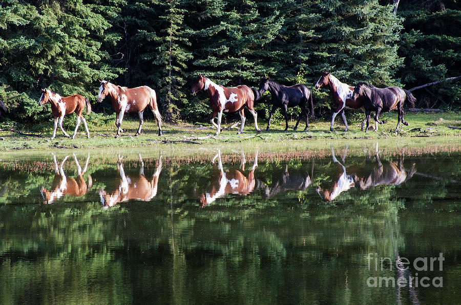 Beauty Of Horses 2 Photograph by Bob Christopher