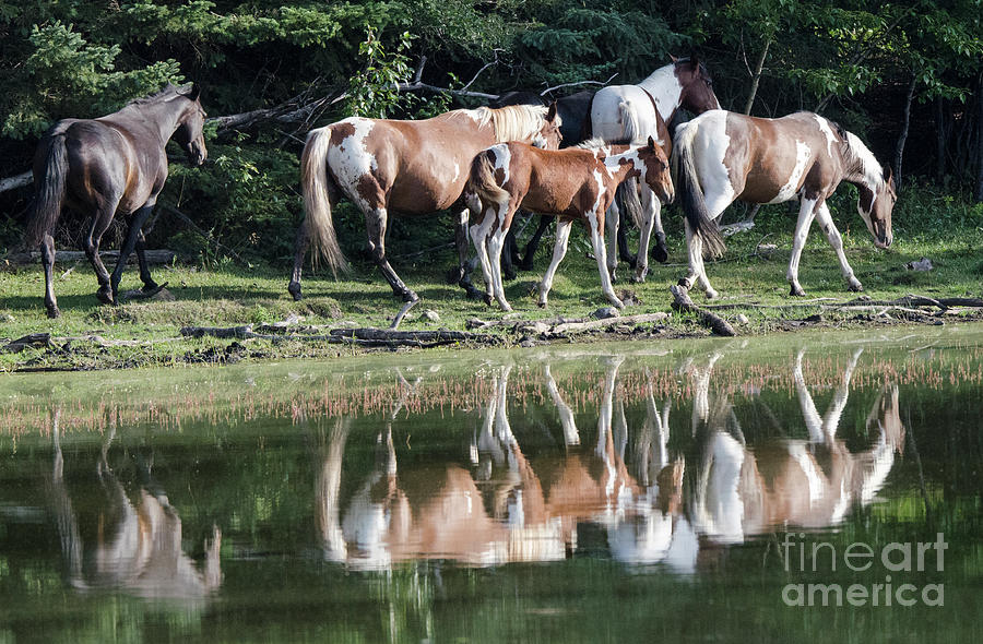 Beauty Of Horses 3 Photograph by Bob Christopher