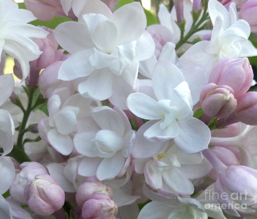 Spring Photograph - Beauty Of Moscow Lilac Maine Spring 2015 by Patricia E Sundik