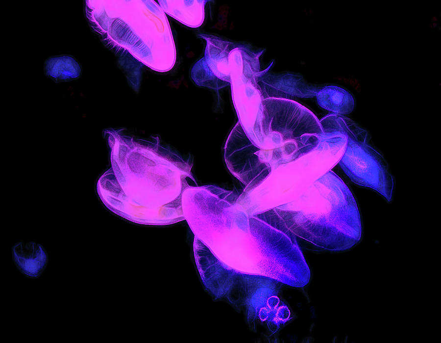 Fish Photograph - Beauty Of Neon Light And Jelly Fish by Miroslava Jurcik