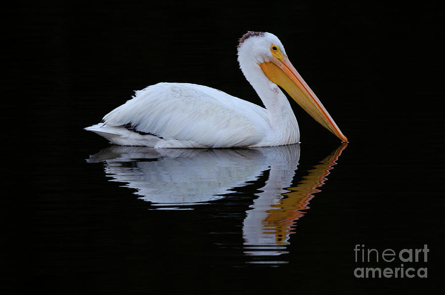 Beauty Of Pelicans 1 Photograph by Bob Christopher