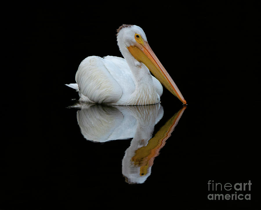 Beauty Of Pelicans 2 Photograph by Bob Christopher