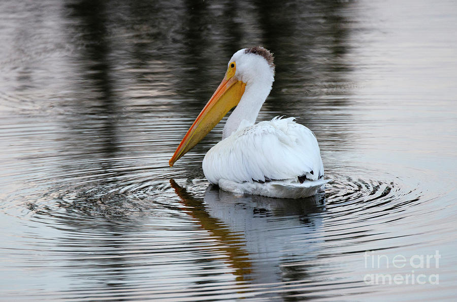 Beauty Of Pelicans 5 Photograph by Bob Christopher