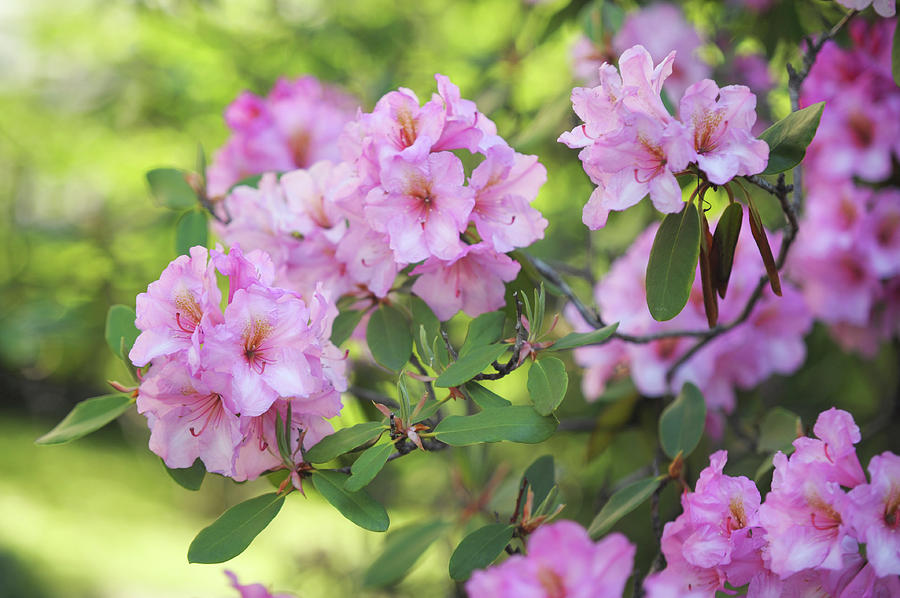 Beauty of Pink Rhododendron Photograph by Jenny Rainbow