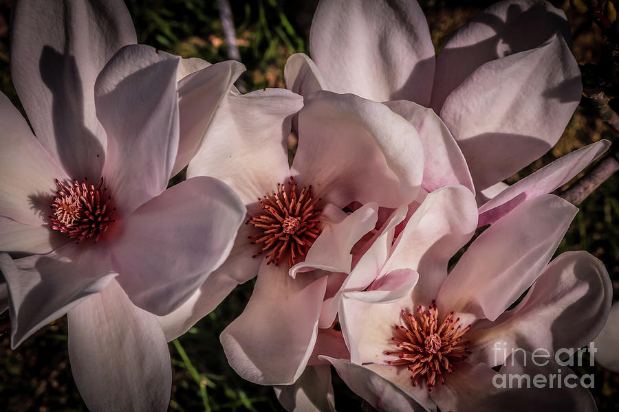 Magnolias bouquet Photograph by Claudia M Photography