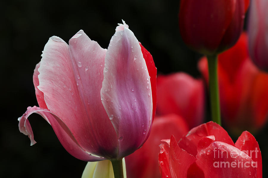 Beauty Of Spring Tulips 1 Photograph by Bob Christopher