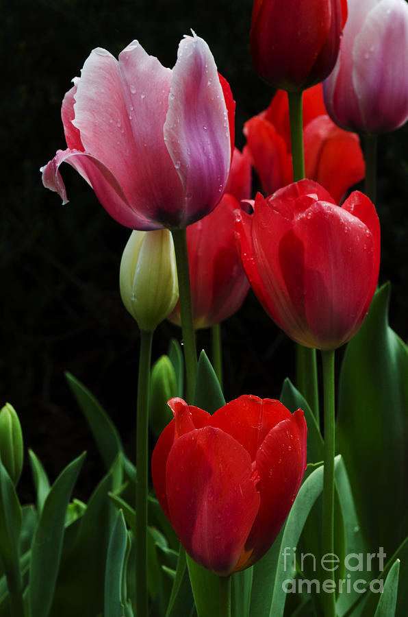 Beauty Of Spring Tulips 2 Photograph by Bob Christopher