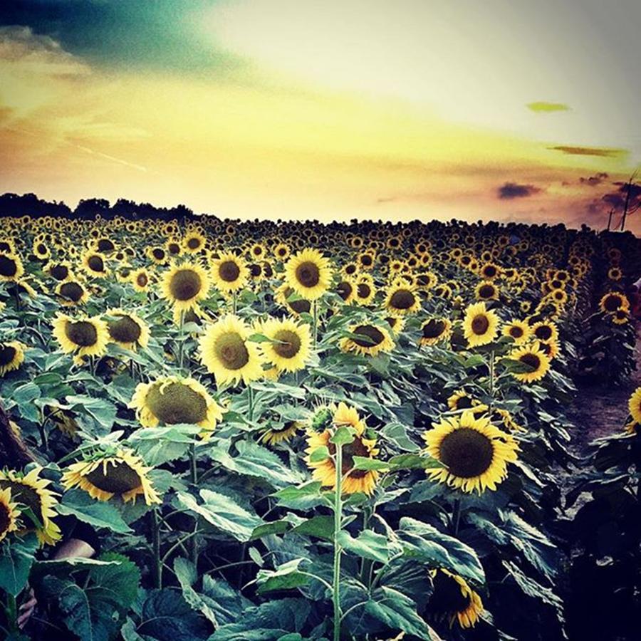 Nature Photograph - Beauty Of Sunflowers #🌻 #sunflower by Ladanijela Studio