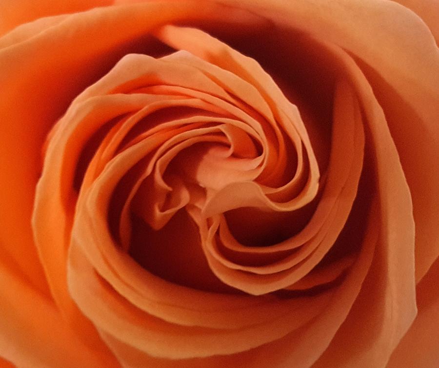 Rose Photograph - Beauty of the Rose II by Neal Alicakos