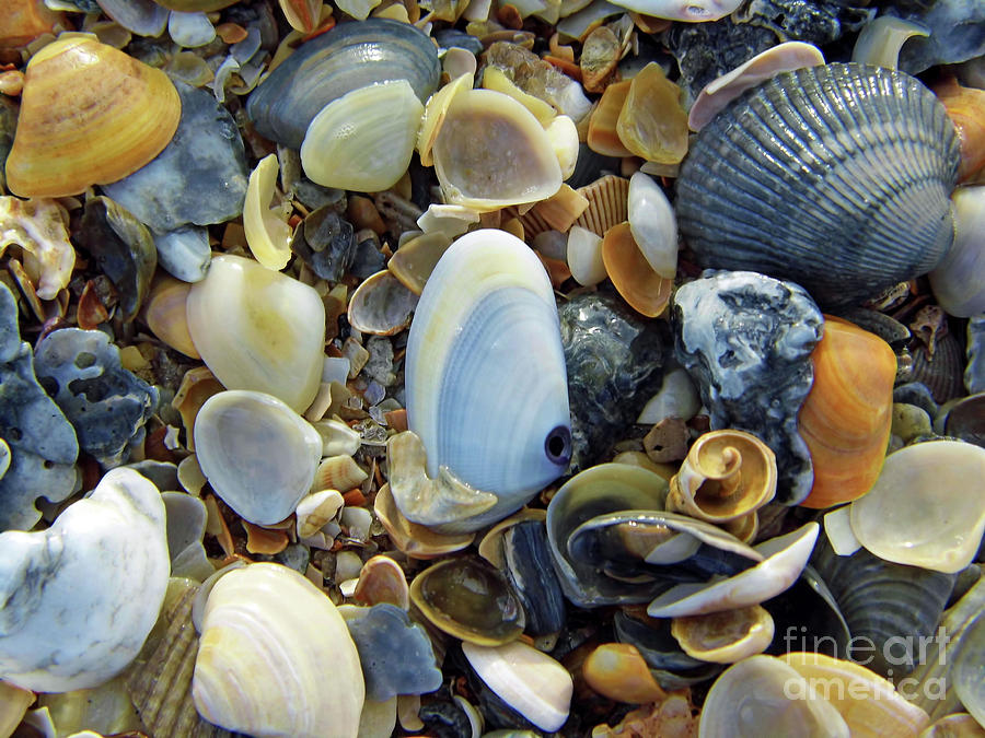 Beauty Of The Shells Photograph by D Hackett