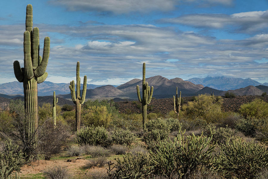 Beauty of the Sonoran  Photograph by Saija Lehtonen