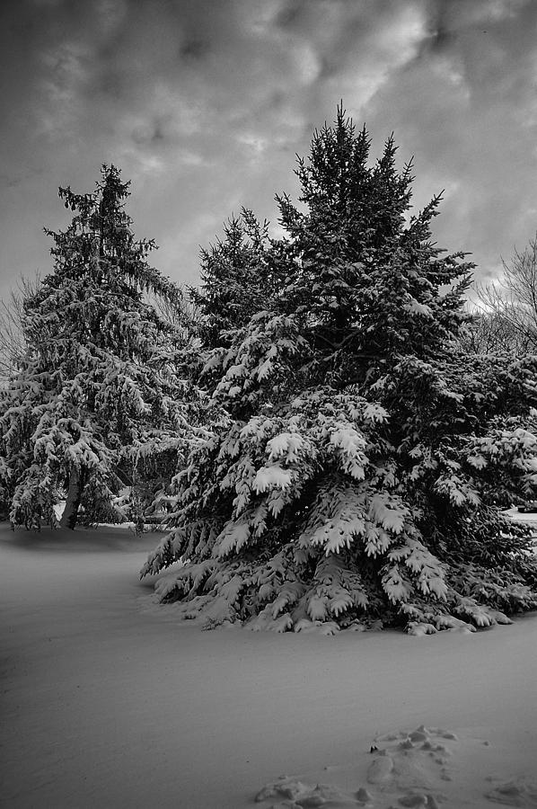 Beauty Of Winter In Black And White Photograph by James DeFazio