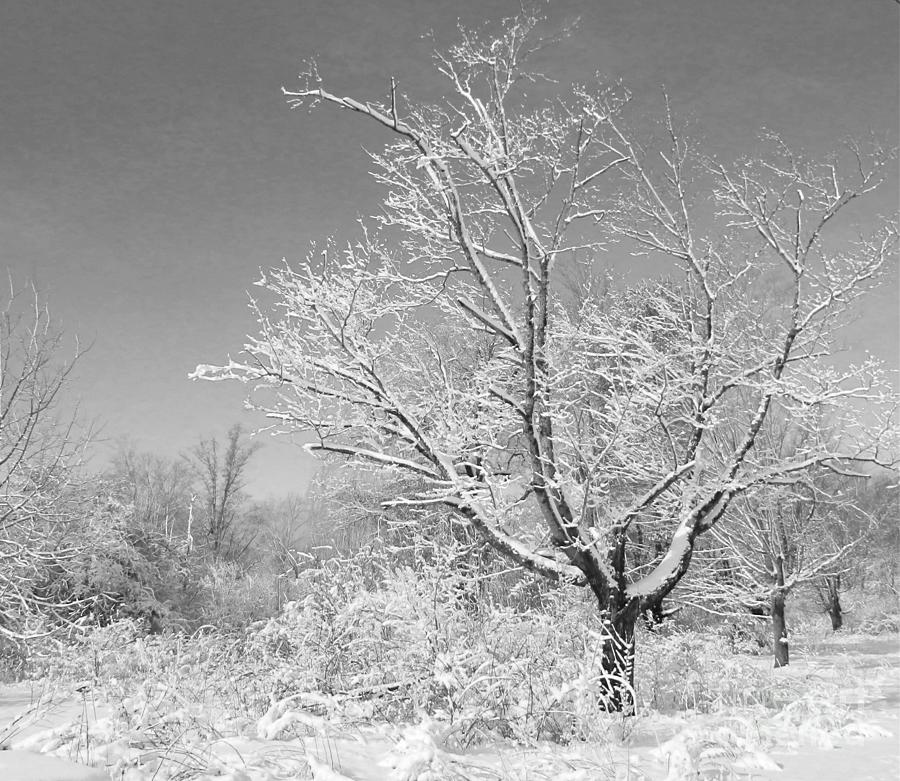 Beauty of Winter Photograph by Marcia Lee Jones