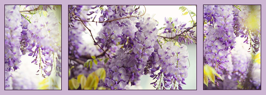 Flowers Still Life Photograph - Beauty of Wisteria. Purple. Triptych by Jenny Rainbow