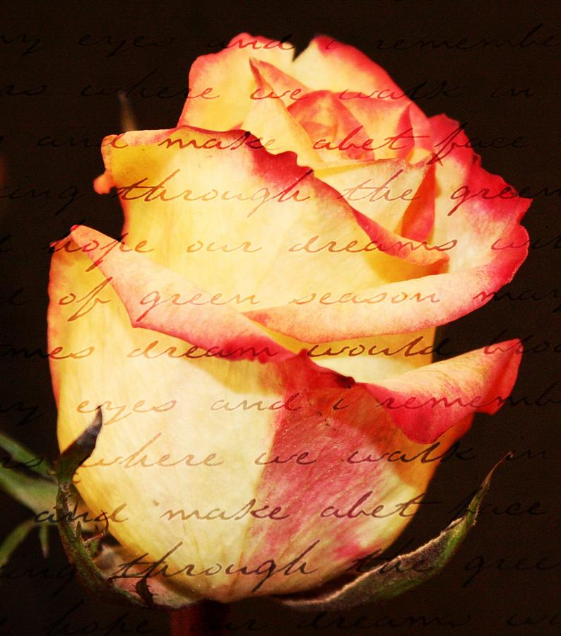 Rose Photograph - Beauty of words by Cathie Tyler