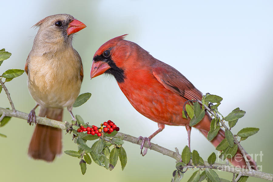 Northern Cardinals Photograph - Beauty on a Branch by Bonnie Barry