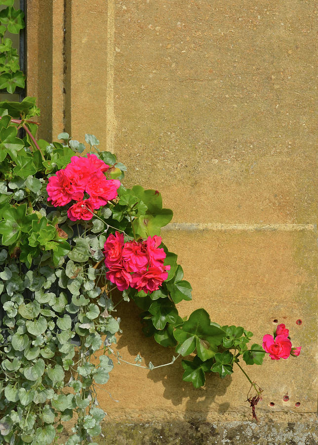 Beauty on a Cotswolds Stone Wall Photograph by Carla Parris