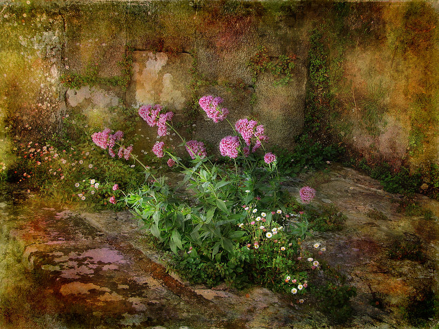 Beauty on an Old Stone Wall Photograph by Carla Parris