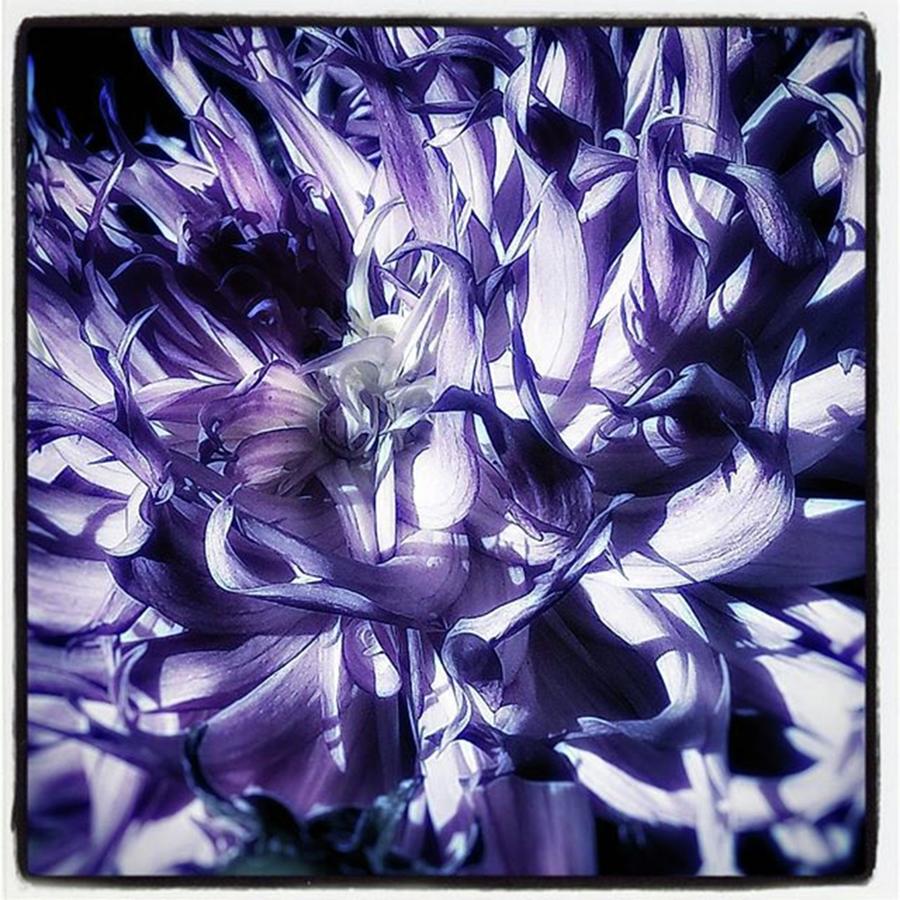Flowers Still Life Photograph - Beauty Out Of Chaos. No Wonder Dahlias by Mr Photojimsf