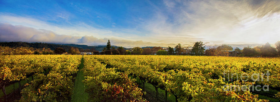 Beauty over the Vineyard Panoramic Photograph by Jon Neidert