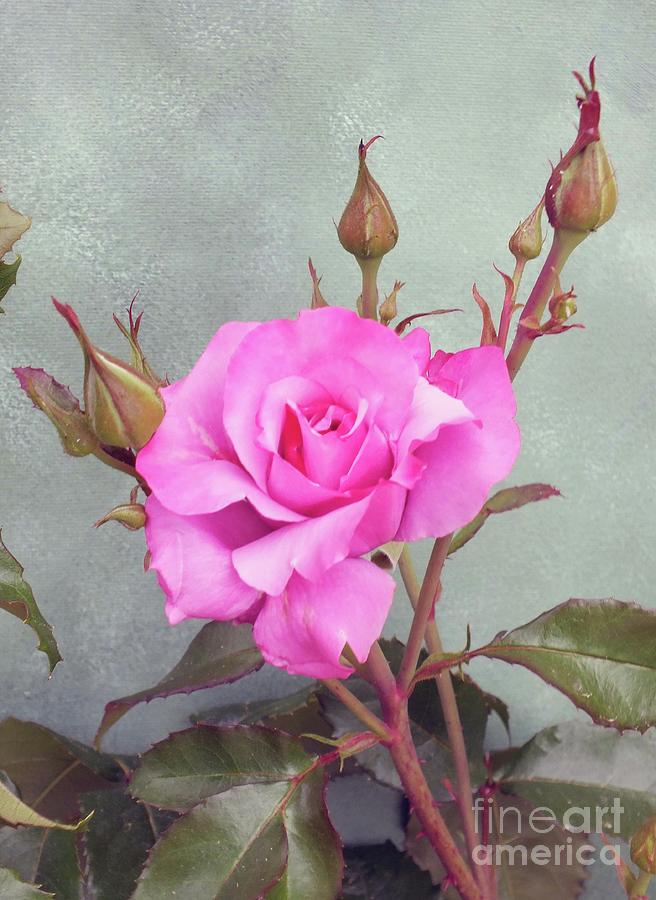Beauty Revealed And Concealed - Rose Photograph