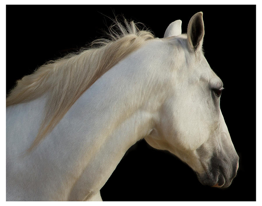 Horse Photograph - Beauty by Sharon Jones