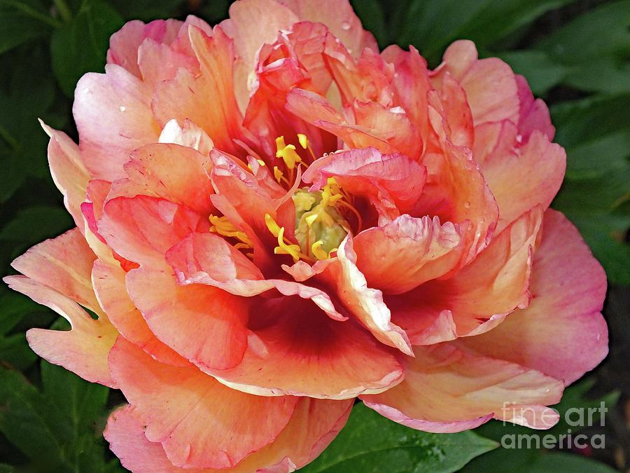 Beauty Uncurled - Peony Photograph