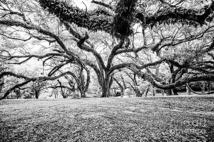 Tree Photograph - Beauty Under the Branches - BW by Scott Pellegrin