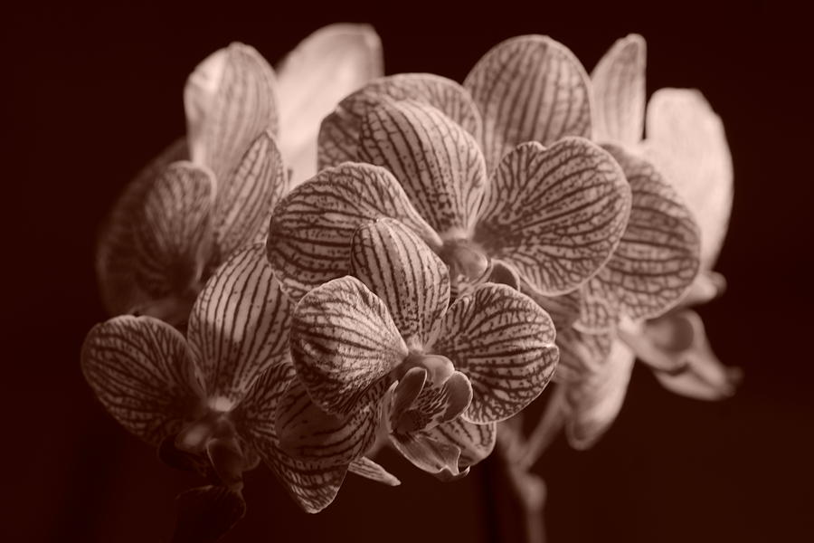 Nature Photograph - Beauty up Close 4 Sepia by Dimitry Papkov