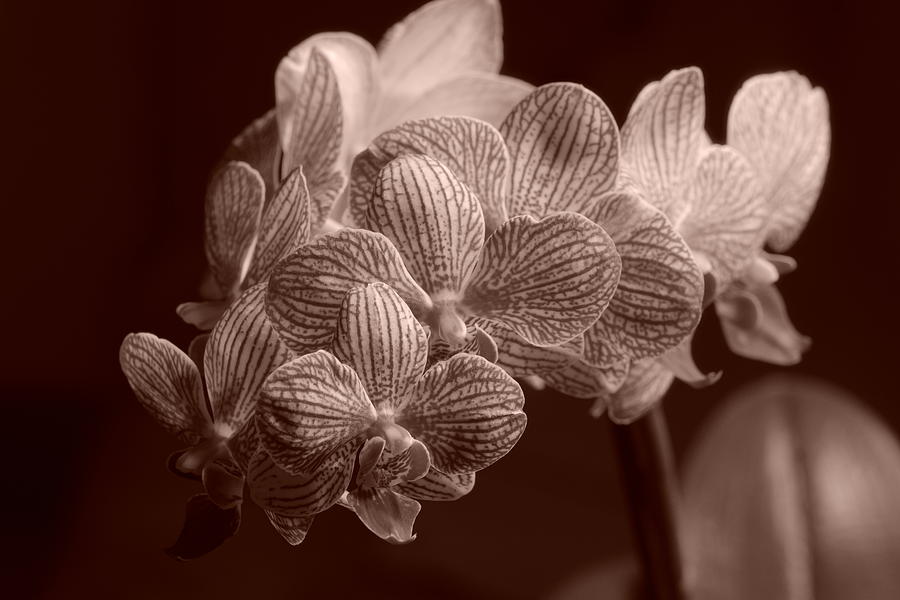 Beauty up Close 6 sepia Photograph by Dimitry Papkov