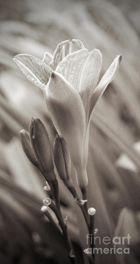 Black And White Photograph - Beauty Within by Tina W