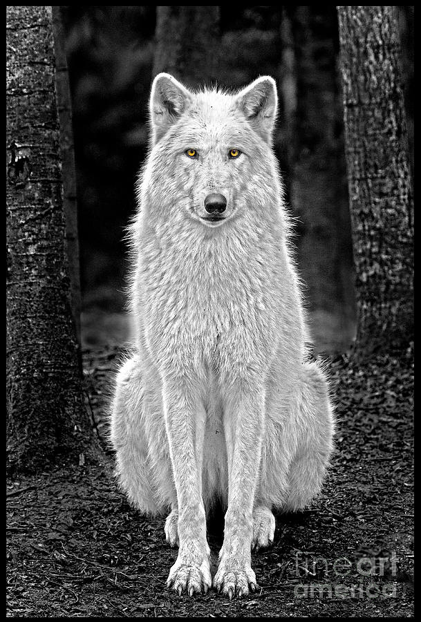 Beauty Wolf Photograph by Sonya Lang