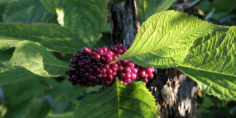 Beautyberry 2 Photograph by Peggy Urban