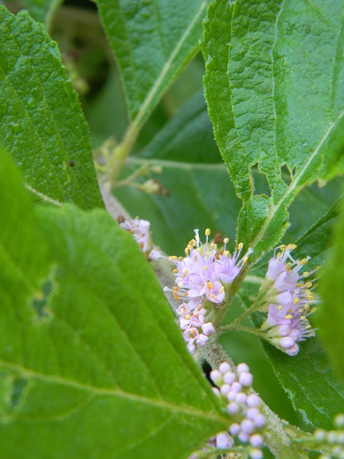 Beautyberry Buds and Blooms Photograph by Warren Thompson