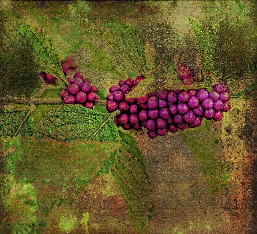Fruit Photograph - Beautyberry by HH Photography of Florida