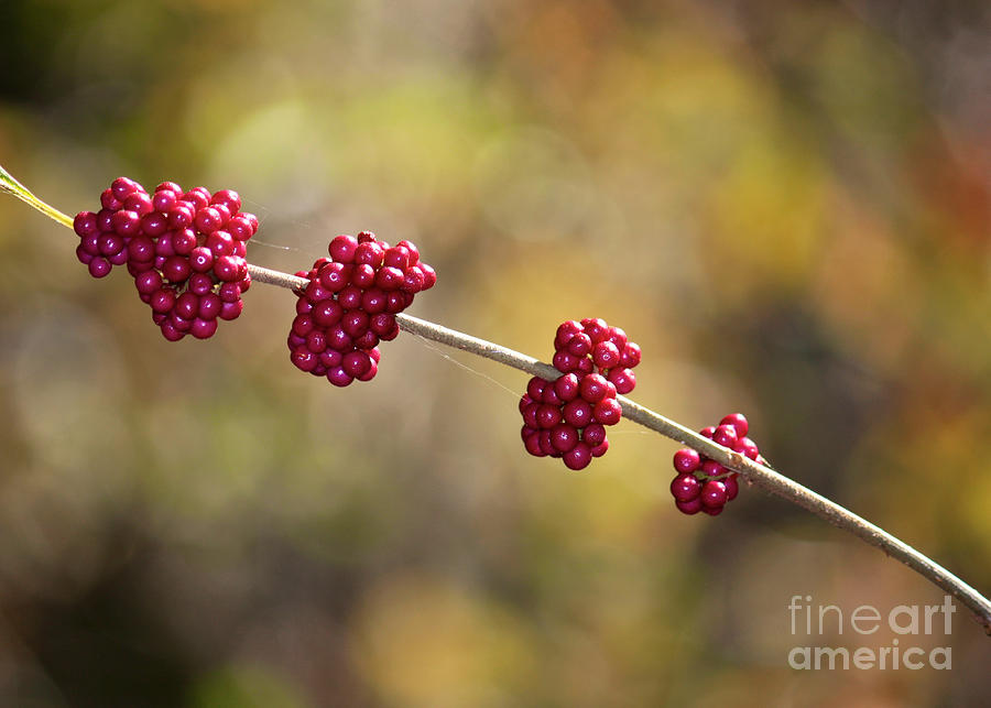 Nature Photograph - Beautyberry with Bokeh by Carol Groenen