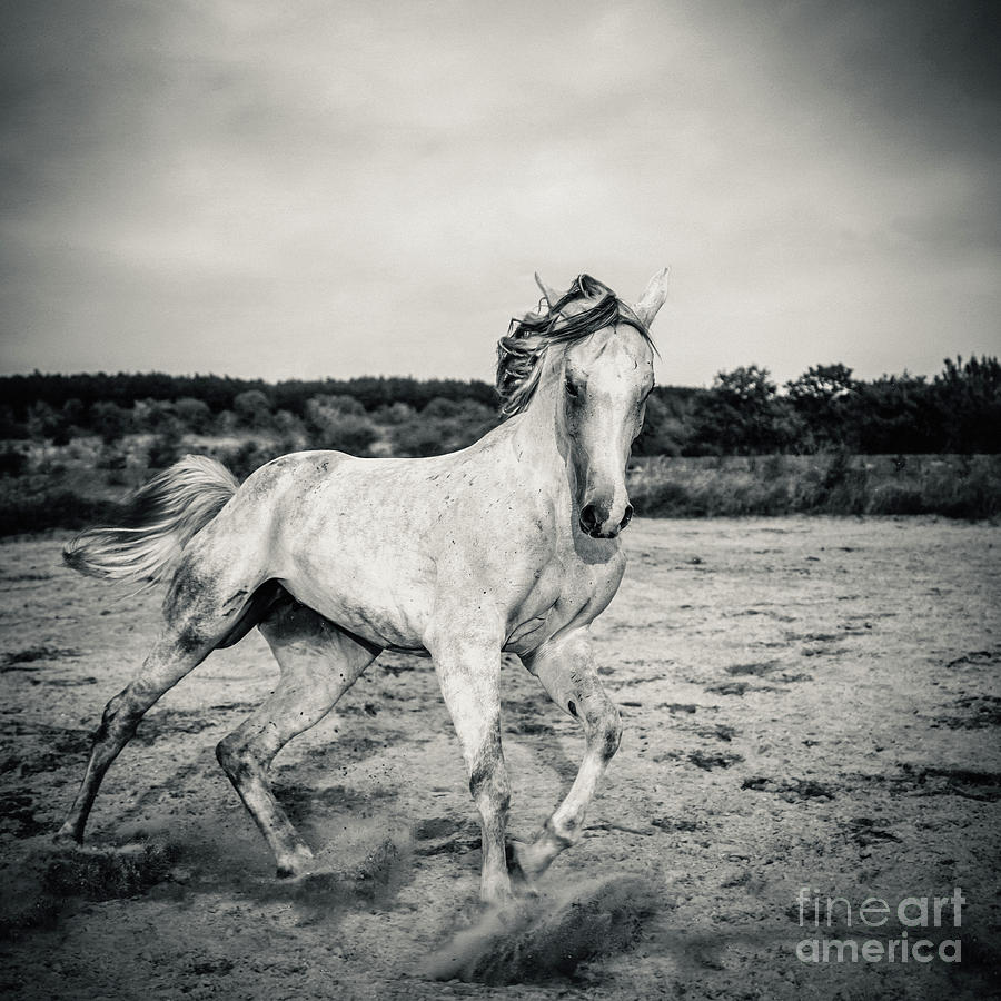 Beautyful white horse galloping Black and White photography Photograph by Dimitar Hristov