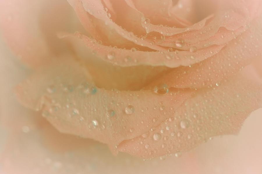 Rose Photograph - Beautys Delight by The Art Of Marilyn Ridoutt-Greene
