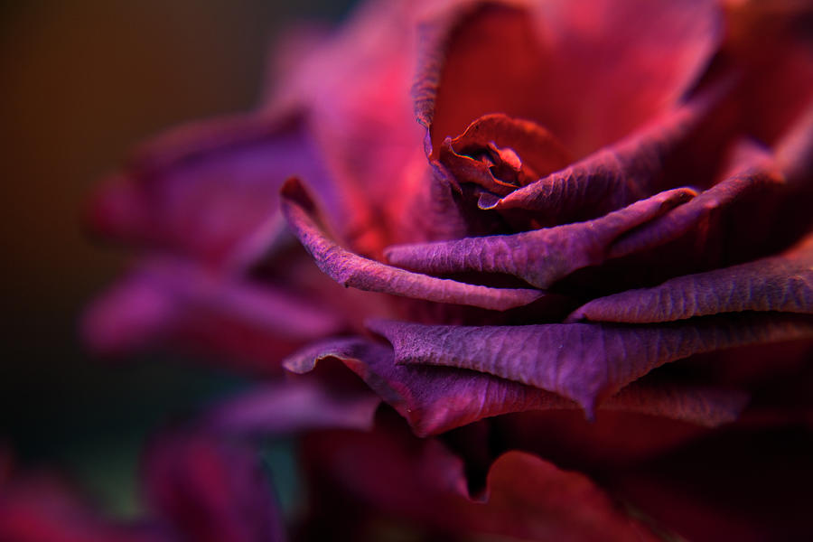 Beautys Rose Photograph by Theresa Tahara