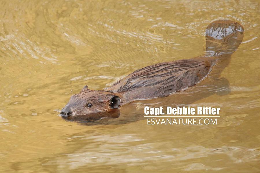 Beaver Photograph - Beaver 4197 by Captain Debbie Ritter Beaver Photograph - Beaver 4197 by Captain Debbie Ritter