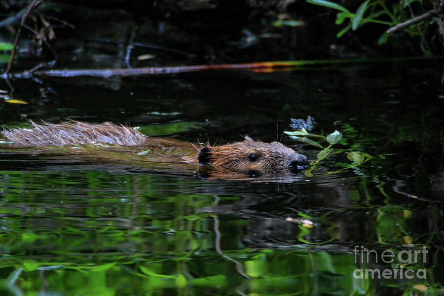 Beaver Swim 4479 Photograph by Craig Corwin - Fine Art America