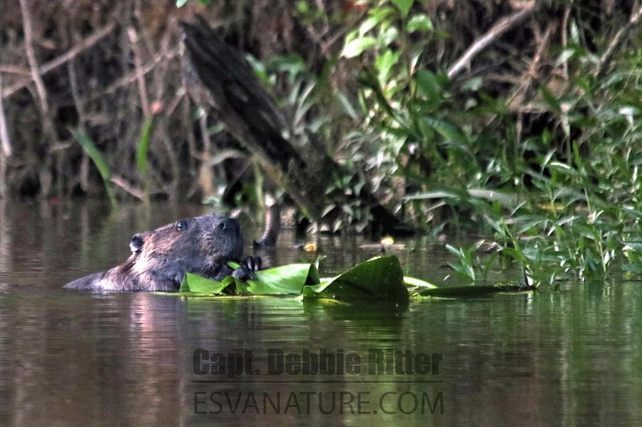 Beaver 5422 by Captain Debbie Ritter Beaver 5422 by Captain Debbie Ritter