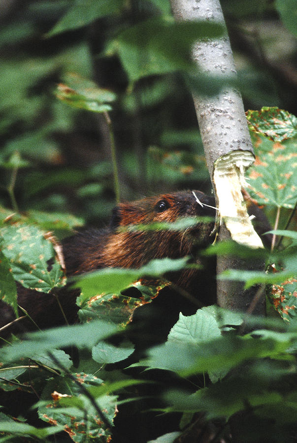 Beaver and poplar tree Photograph by Steve Somerville