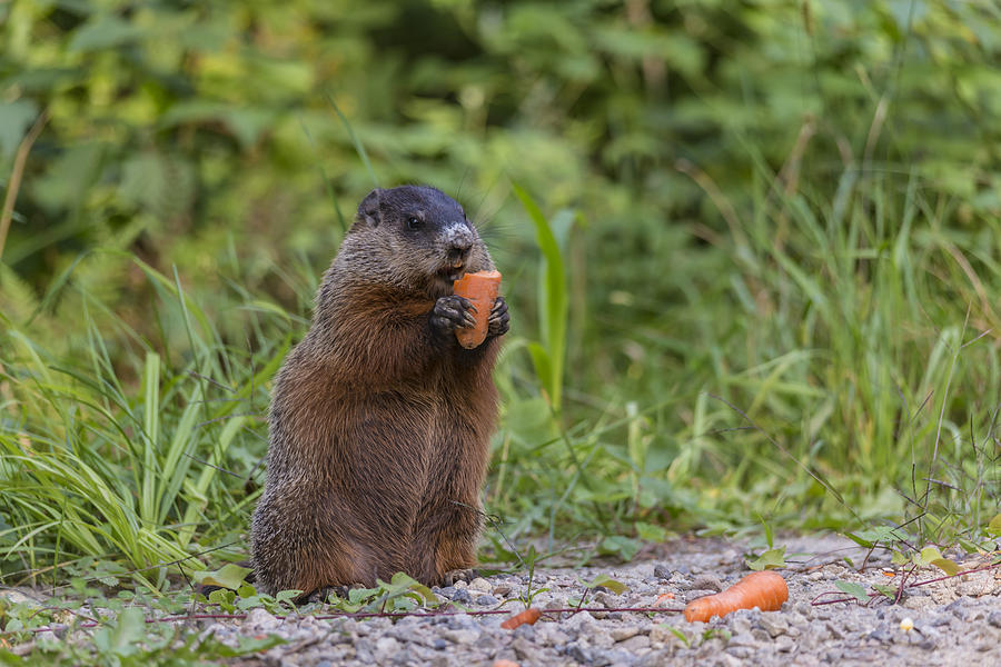 Beaver and the carrot Photograph by Josef Pittner